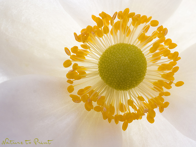 Weiße Herbstanemone | Blumenbild weiße Blüte einer weißen Herbstanemone