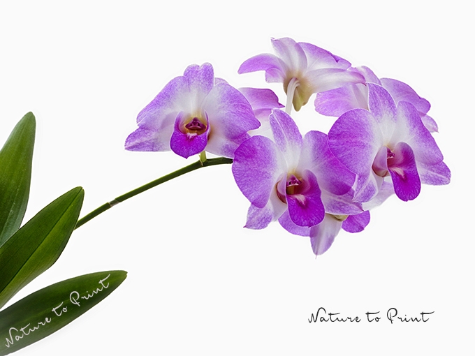 Orchideen ohne Stäbe. Je freier, desto mehr Blüten?
