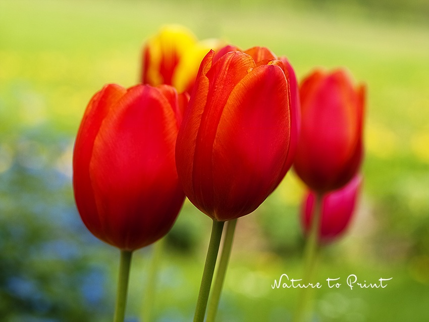 Vergissmeinnicht Aussaat | Zinnoberrote Tulpen