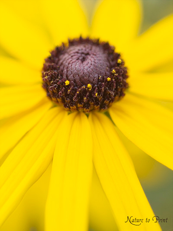Blumenbild Rudbeckie, gelber Sonnenhut