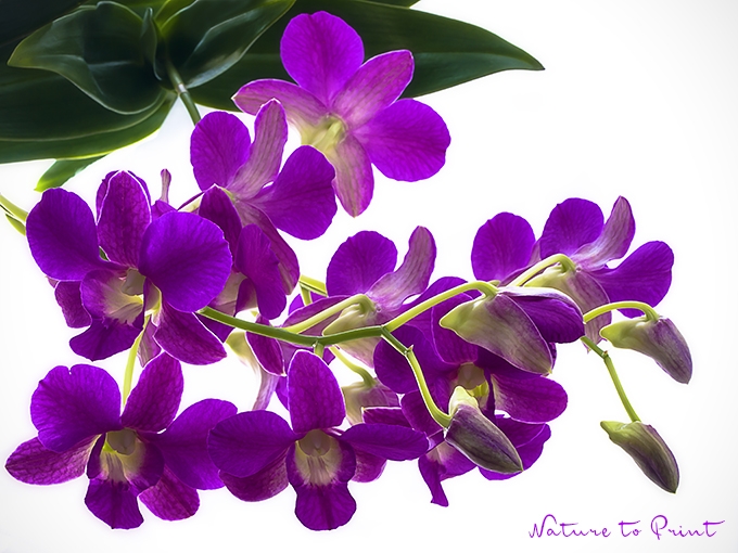 Blumenbild Rispe einer Orchidee