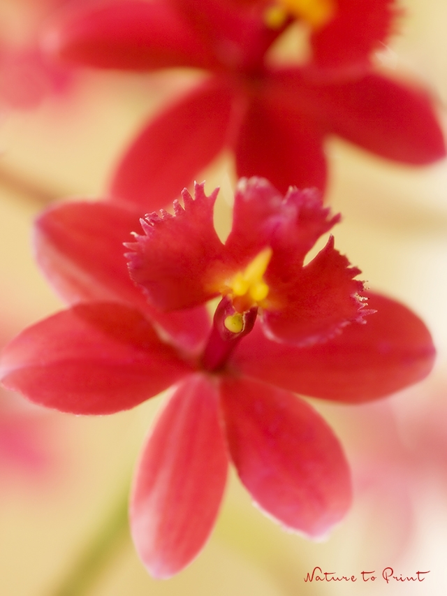 Rote Epidendrum-Orchidee