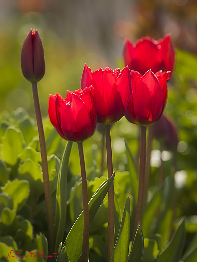 Color Blocking mit blutroten Tulpen