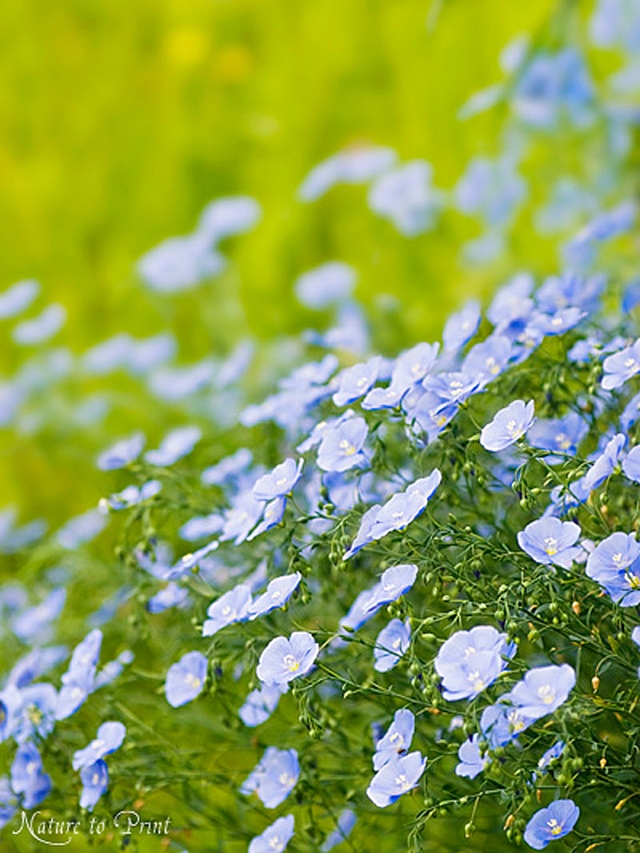 Blumenbild blauer Lein im Garten