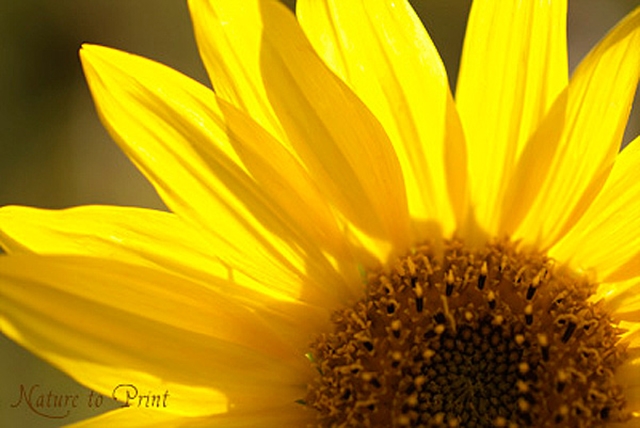 Blumenbild Makro einer Sonnenblume im Gegenlicht