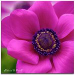 Kronen-Anemone in Shocking Pink Kronen-Anemone in Shocking Pink