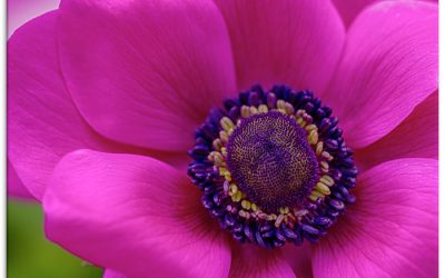 Kronen-Anemone in Shocking Pink