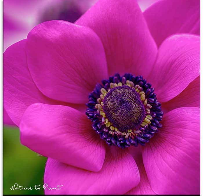 Kronen-Anemone in Shocking Pink