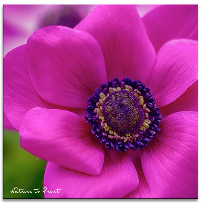 Kronen-Anemone in Shocking Pink