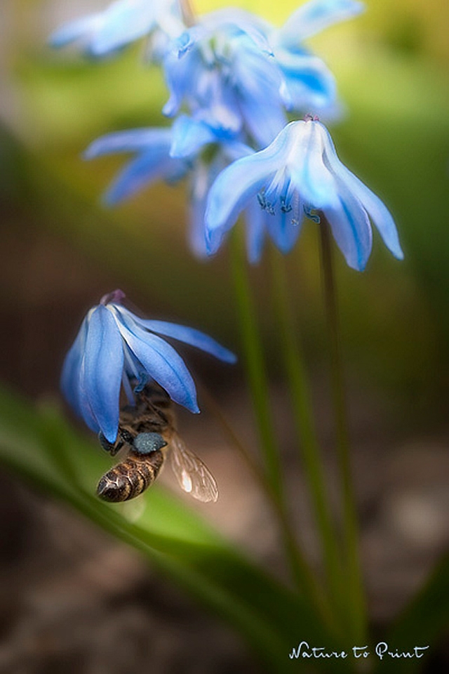 Blumenbild Honigbiene besucht die Blüte einer blauen Skilla im Frühlingsgarten