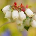 Blaubeeren | Heidelbeeren | Blumenbild Blütendolde einer Kulturheidelbeere