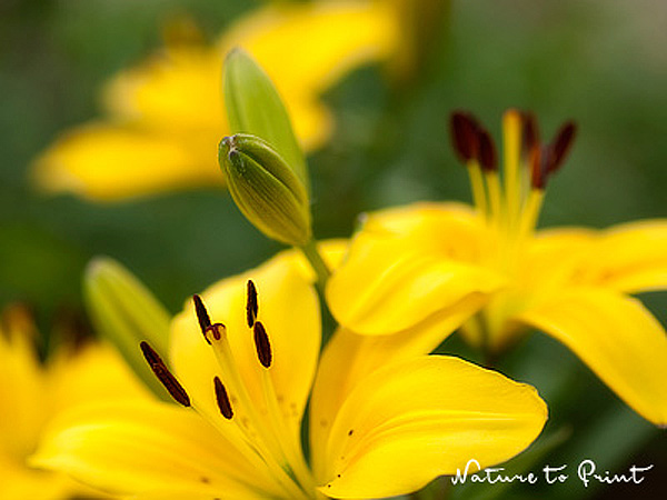 Gelbe Lilien | Blumenbild goldene Lilien im Schattenbeet