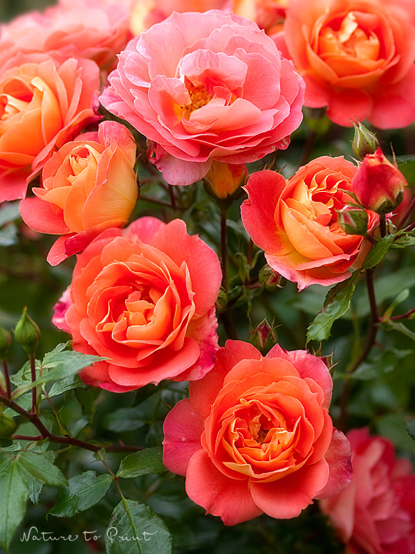 Blumenbild üppig blühende Rosenzweige der Märchenrose Gebrüder Grimm