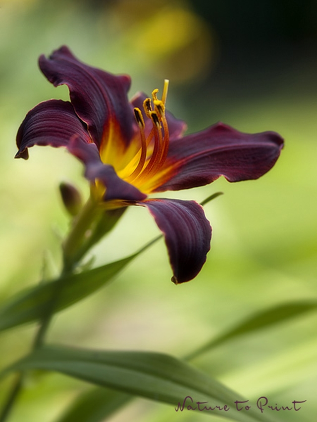 Blumenbild Taglilie Tan