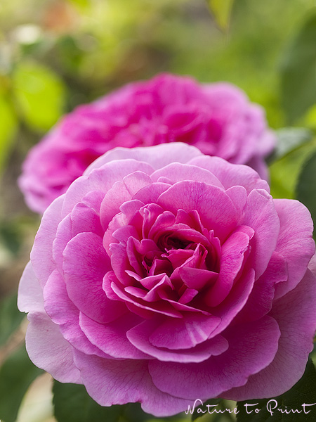 Rose Gertrude Jekyll Pink Double