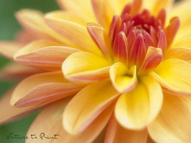 Blumenbild Orange Dahlien