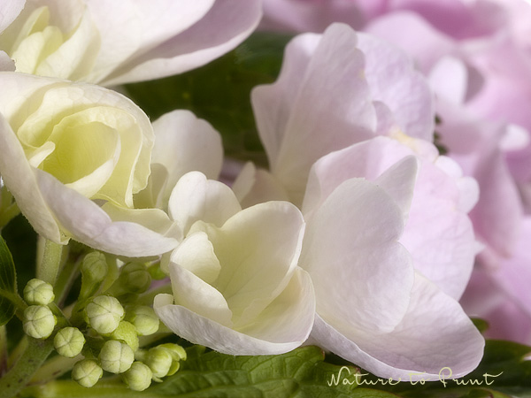 Hortensie blüht nicht | Blumenbild rosa Hortensie