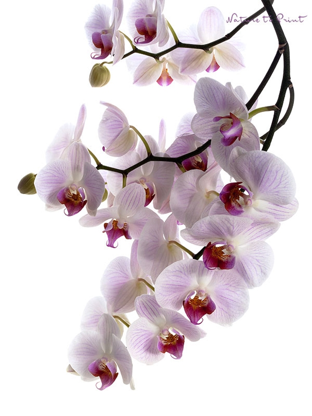 Blumenbild rosa Phalaenopsis-Orchidee, freigestellt auf Weiß