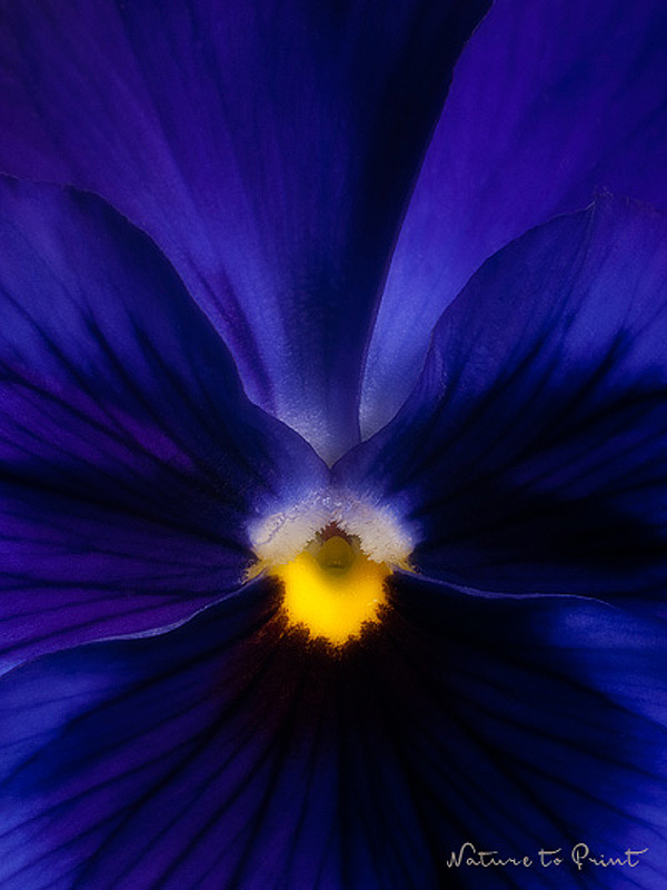 Blaues Stiefmütterchen. Blumenbild Deep Blue