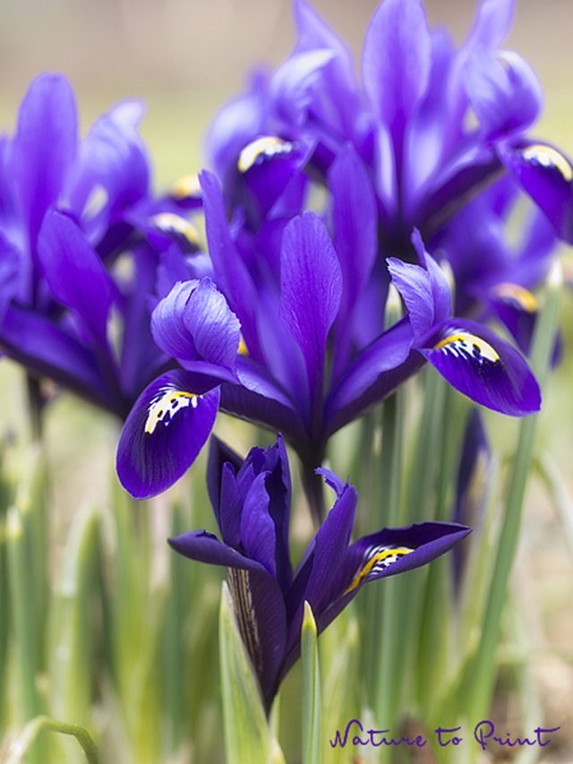Zwerg-Iris / Netz-Iris im Vorfrühling Blumenbild blaue Zwerg-Iris