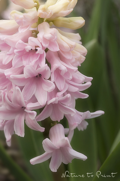 Hyazinthen stützen, für standhafte opulente Blüten.