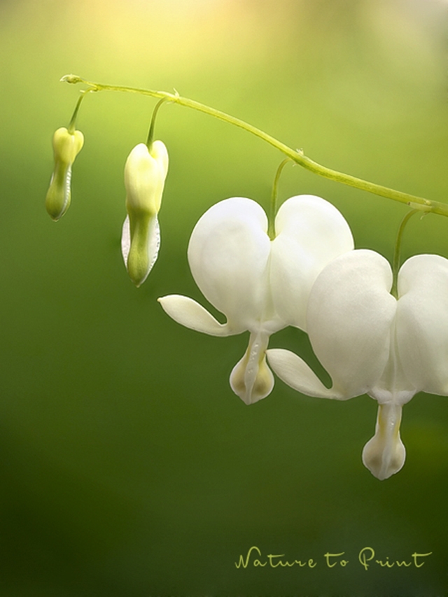 Blumenbild das weiße tränende Herz