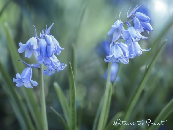 Blumenbild Bluebells im Garten