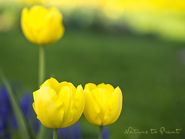 Tulpenbild gelbes Blütenmeer