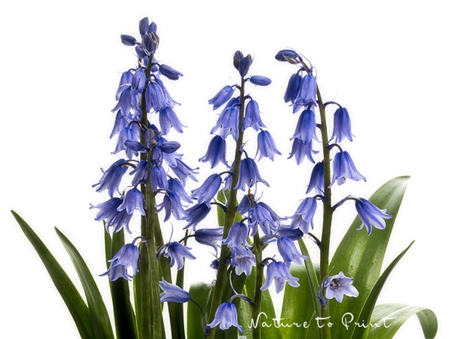 Blumenbild Hasenglöckchen, das blaue spanische Hyazinthen, freigestellt auf Weiß