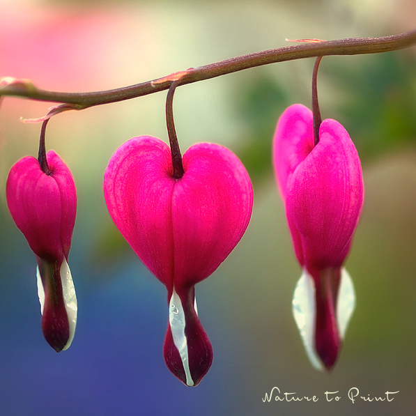 Blumenbild Drei Herzblüten