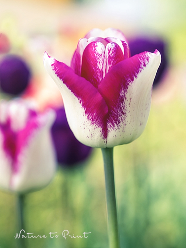 Frühlingsbild Tulpenzauber aus dem Zauberkasten