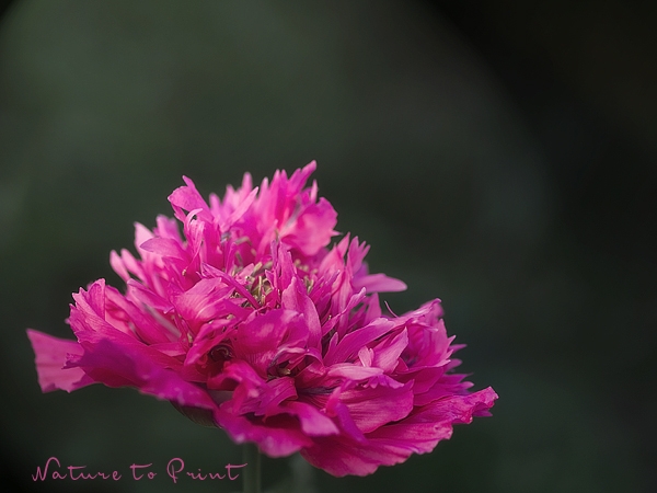 Pfingstrosenmohn Blumenbild gefüllte Mohnblume