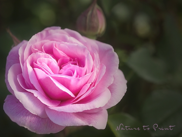 Blumenbild Englische Rose Gertrude Jekyll