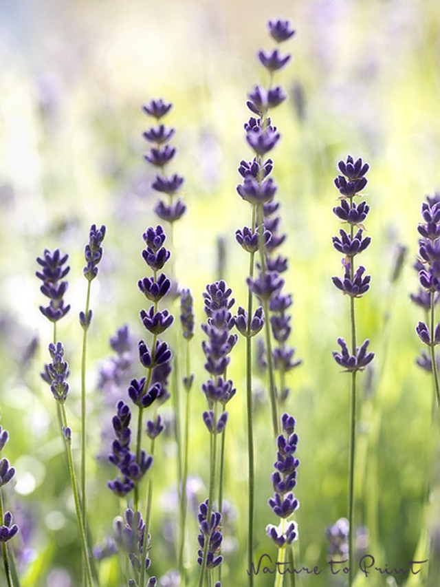 Blumenbild Lavendel fotografieren im morgendlichen Gegenlicht