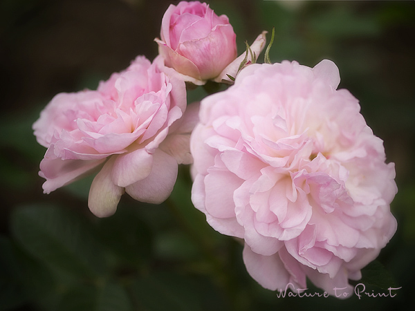 Rosenbild romantische Rose Rosemoor