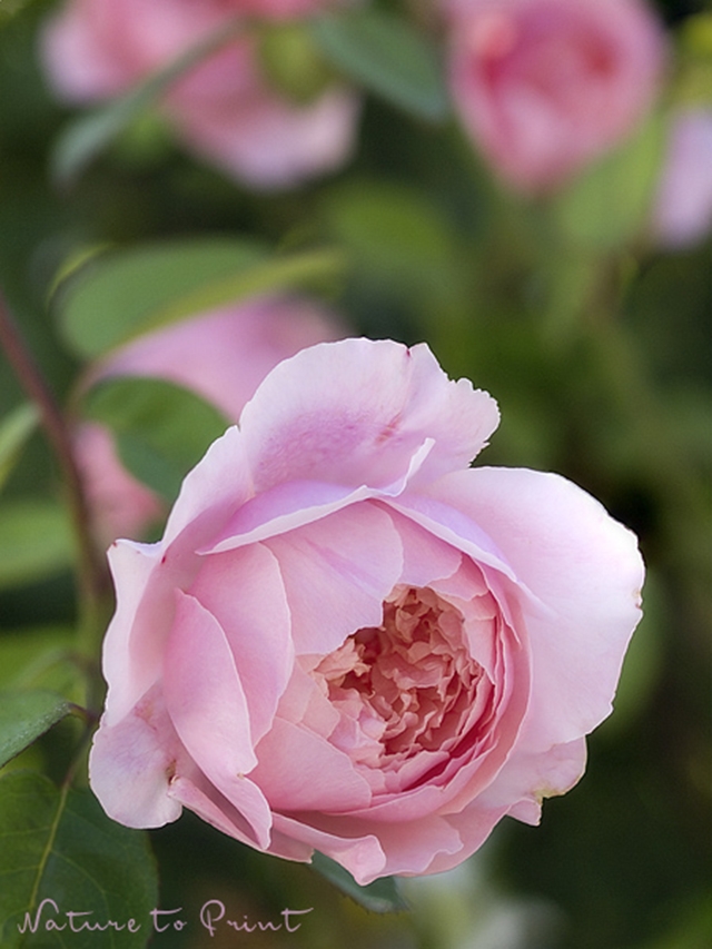 Dornröschens traumhaft schöne Rose