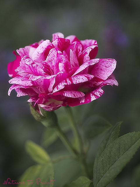 Blumenbild Alte Rose Ferdinand Pichard