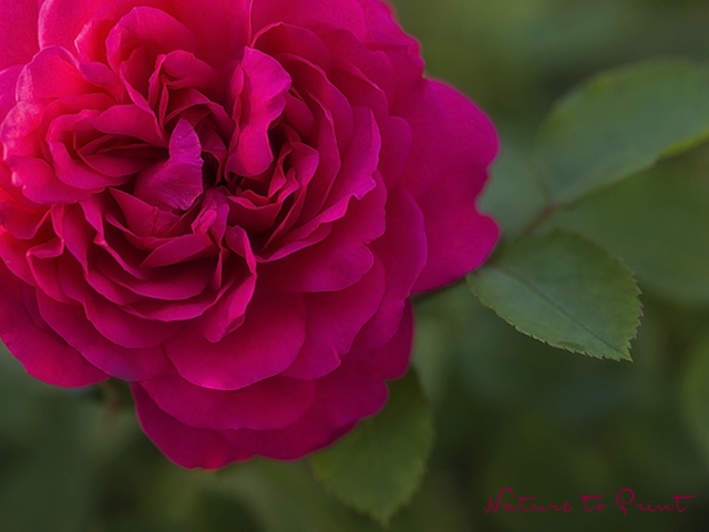Kam als blühende Container-Rose zum Geburtstag: Rose Sir John Betjeman