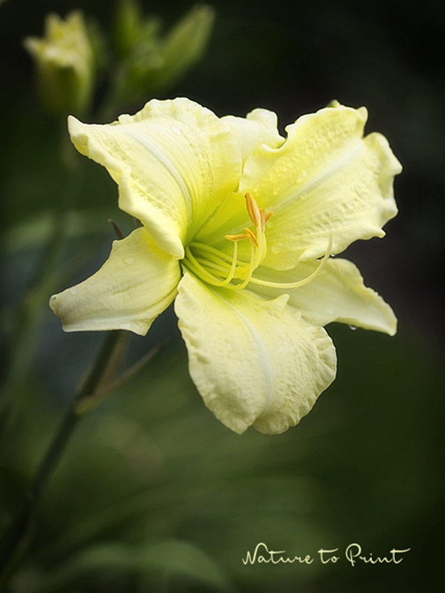 Blumenfotografie Zitronengelbe Taglilie
