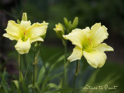 Blumenbild Zitronengelbe Taglilien