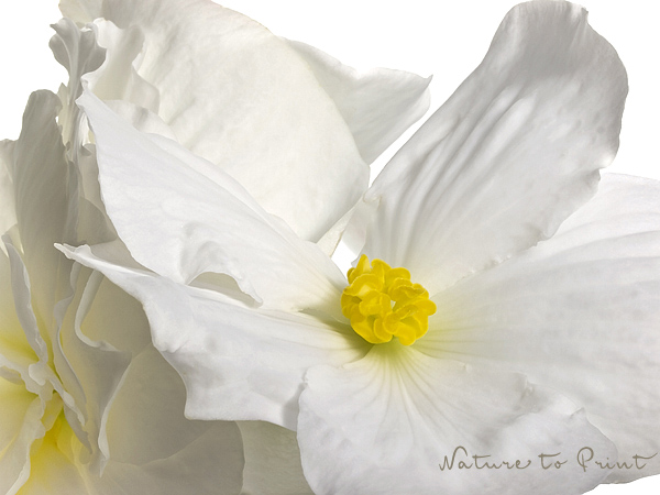 Knollenbegonien richtig pflegen Blumenbild weiße Begonie