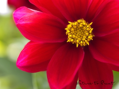Blumenbild Rote Dahlie | Dahlien säen | Dahlien aus Samen selber ziehen: