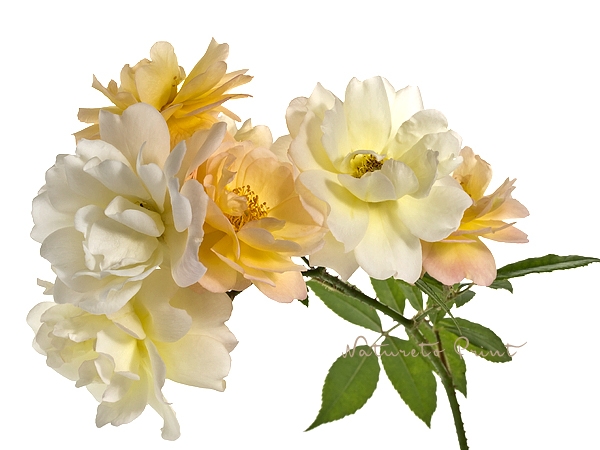 Blüten des Ramblers Ghislaine de Felingonde, freigestellt vor Weiß.