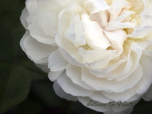Weiße Rosen | Zauberhafte Weiße Rose | Blumenbild Weiße Rose Winchester Cathedral bringt Licht in den Halbschatten