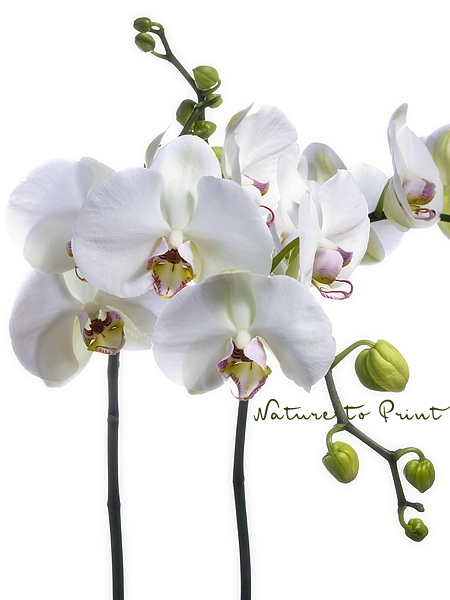 Orchideen vom Floristen, weiße Schmetterlingsorchidee
