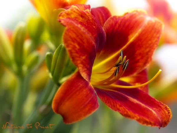 Blumenbild Feurige Taglilie im Farbenrausch