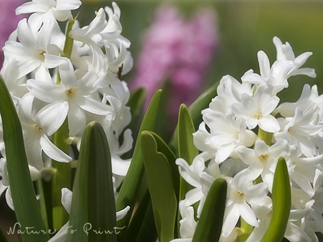 Blumenfoto Weiße Hyazinthen im Garten