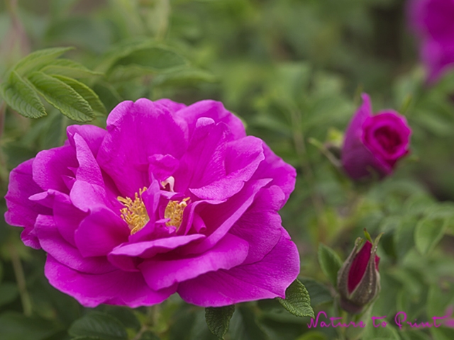 Blumenbild Rugosa-Rose, Rugosarose Foxy