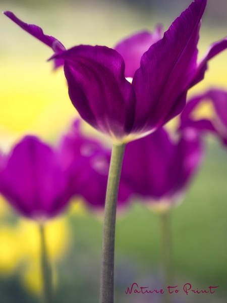 Tulpenbild Lila Tulpe Purple Dream vor Gelb