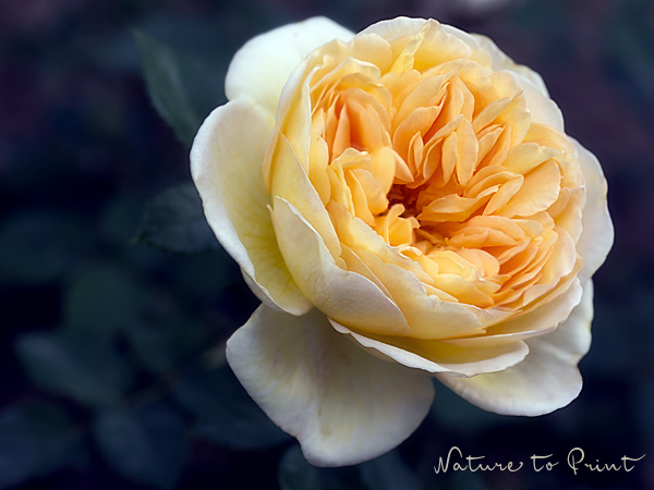 Rosenbild gelbe Rose Felidae